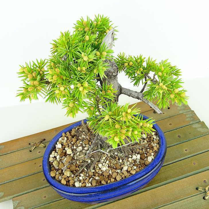 盆栽 松 杜松 樹高 約14cm としょう Juniperus rigida トショウ ヒノキ科 常緑針葉樹 観賞用 小品 o1133849483