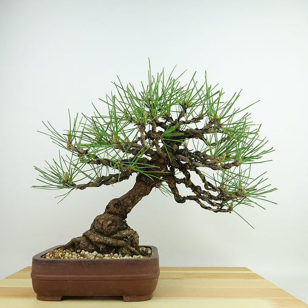 盆栽 松 黒松 樹高 約26cm くろまつ Pinus thunbergii クロマツ マツ科 常緑針葉樹 観賞用 r1133829989