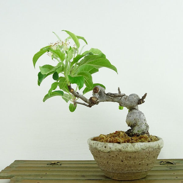 盆栽 姫林檎 冬茜 樹高 約14cm ひめりんご Malus prunifolia ヒメリンゴ バラ科 リンゴ属 落葉樹 観賞用 小品 m1133840345