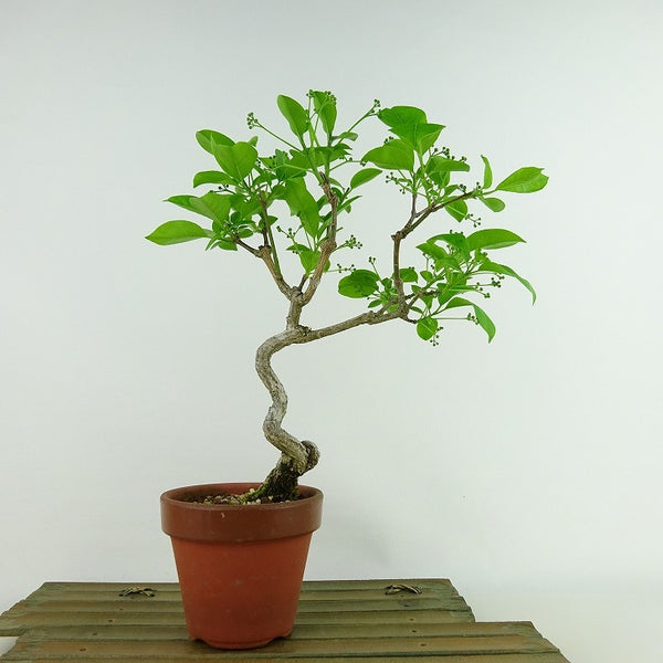 盆栽 真弓 樹高 約24cm まゆみ Euonymus sieboldianus マユミ ニシキギ科 落葉広葉樹 観賞用