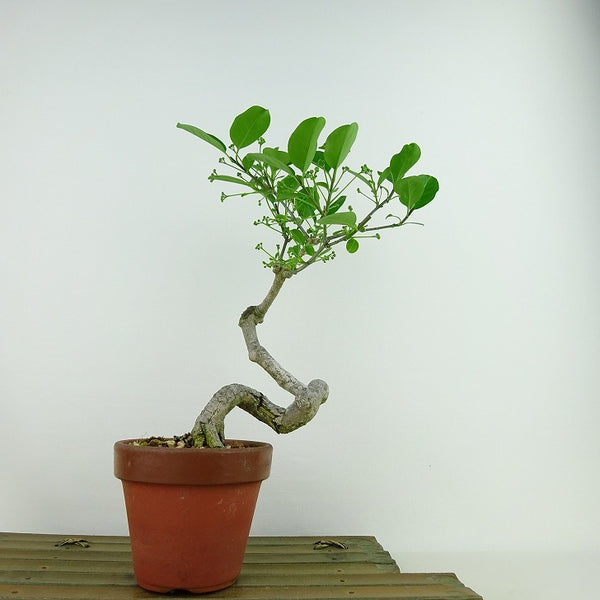 盆栽 真弓 樹高 約23cm まゆみ Euonymus sieboldianus マユミ ニシキギ科 落葉広葉樹 観賞用 t1133843133