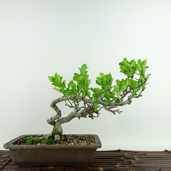 盆栽 山査子 樹高 約19cm さんざし Crataegus cuneata サンザシ バラ科 サンザシ属 落葉樹 観賞用 小品 q1134706312