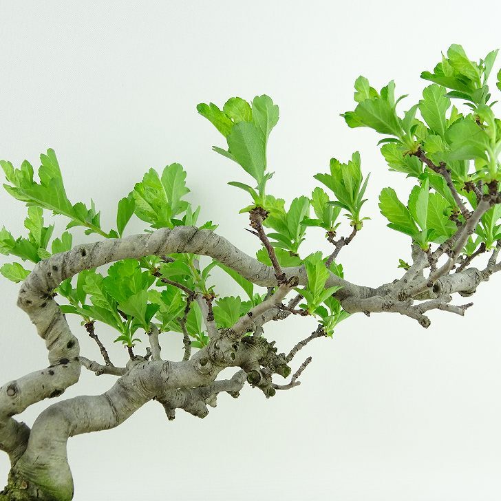 盆栽 山査子 樹高 約19cm さんざし Crataegus cuneata サンザシ バラ科 サンザシ属 落葉樹 観賞用 小品 q1134706312