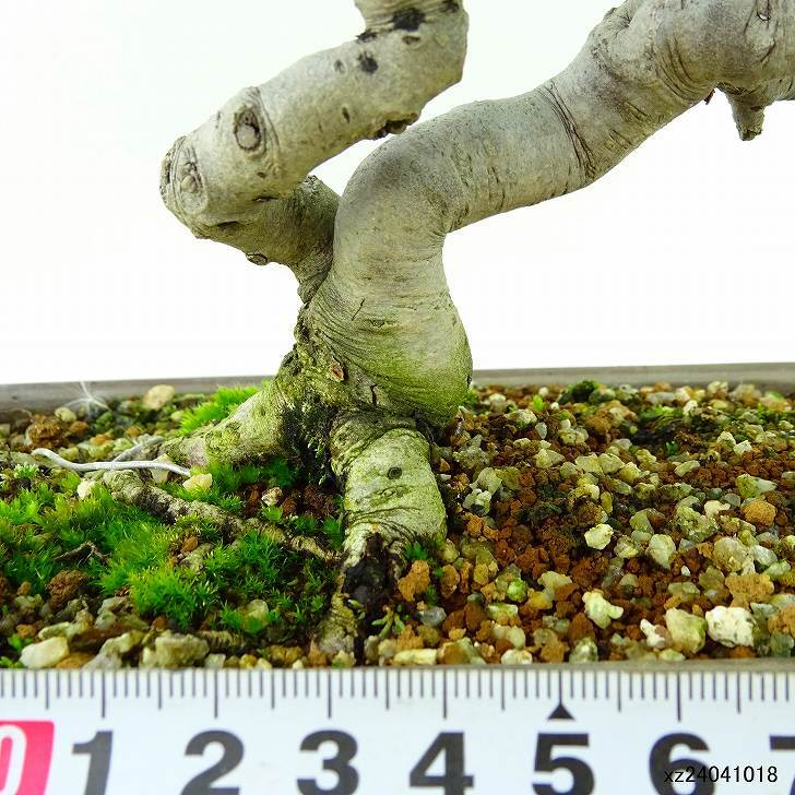 盆栽 山査子 樹高 約19cm さんざし Crataegus cuneata サンザシ バラ科 サンザシ属 落葉樹 観賞用 小品 q1134706312