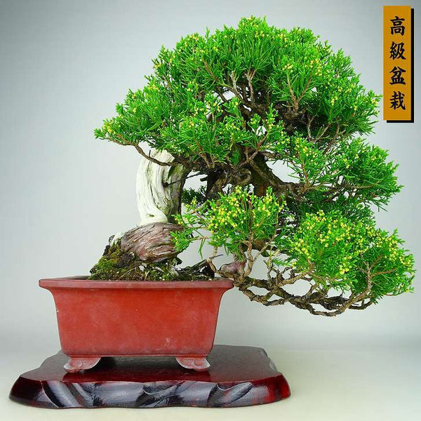 盆栽 真柏 樹高 上下 約32cm しんぱく 高級盆栽 Juniperus chinensis シンパク “ジン シャリ” ヒノキ科 常緑樹 観賞用 v1134731730