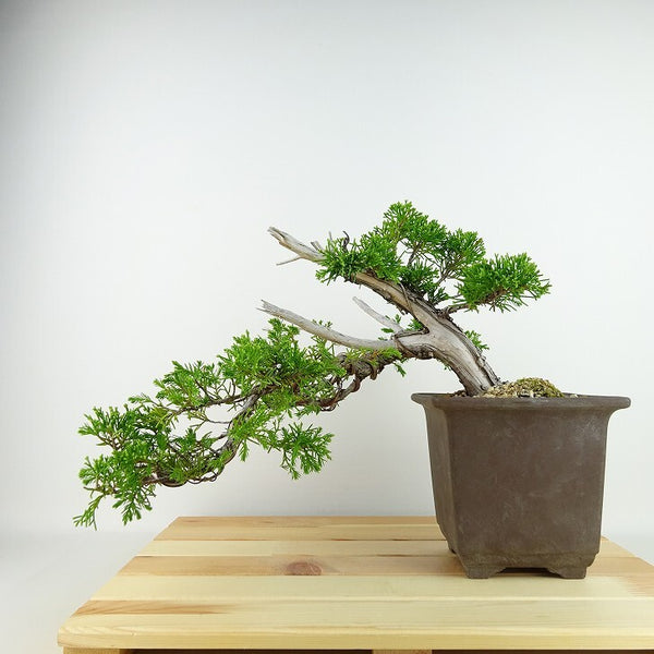 盆栽 真柏 樹高 上下 約22cm しんぱく Juniperus chinensis シンパク “ジン シャリ” ヒノキ科 常緑樹 観賞用 h1134737130