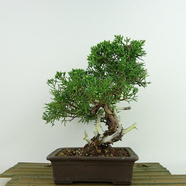 盆栽 真柏 樹高 約21cm しんぱく Juniperus chinensis シンパク “ジン シャリ” ヒノキ科 常緑樹 観賞用 u1134734540