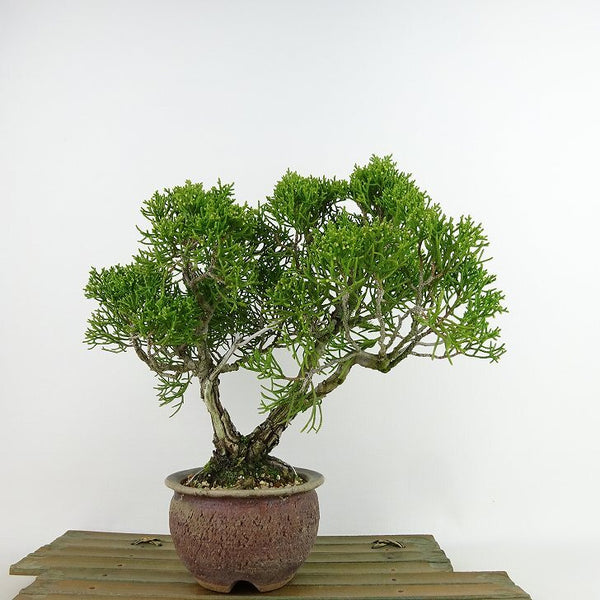 盆栽 真柏 樹高 約21cm しんぱく Juniperus chinensis シンパク “ジン シャリ” ヒノキ科 常緑樹 観賞用 1134717046