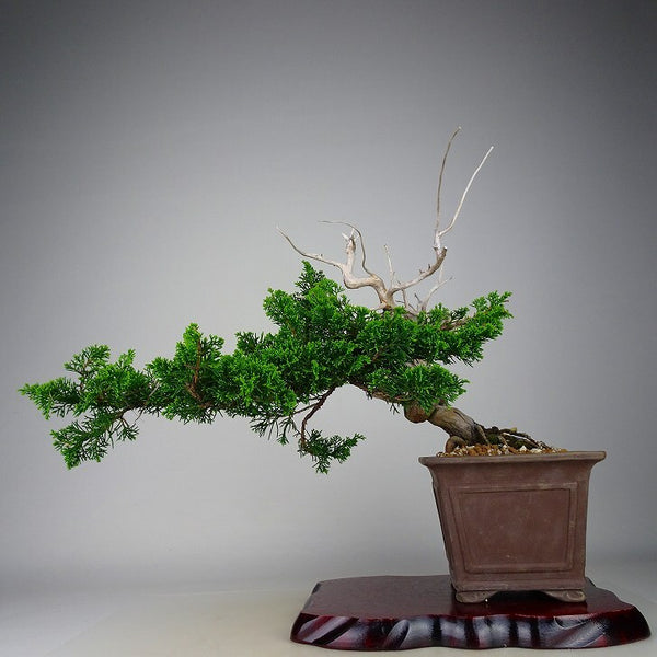 盆栽 真柏 樹高 上下 約30cm しんぱく Juniperus chinensis シンパク “ジン シャリ” ヒノキ科 常緑樹 観賞用 t1134814907