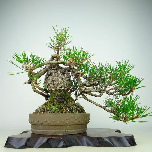 盆栽 松 黒松 樹高 上下 約26cm くろまつ Pinus thunbergii クロマツ マツ科 常緑針葉樹 観賞用 u1134820647