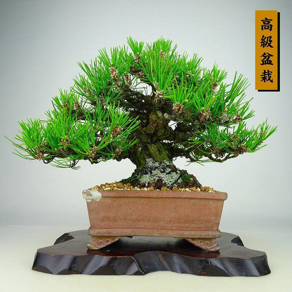 盆栽 松 黒松 樹高 21cm くろまつ 高級盆栽 Pinus thunbergii クロマツ マツ科 常緑針葉樹 観賞用 e1134820290