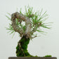 盆栽 松 赤松 樹高 約16cm あかまつ Pinus densiflora アカマツ red pine マツ科 常緑樹 観賞用 小品 u1134882954