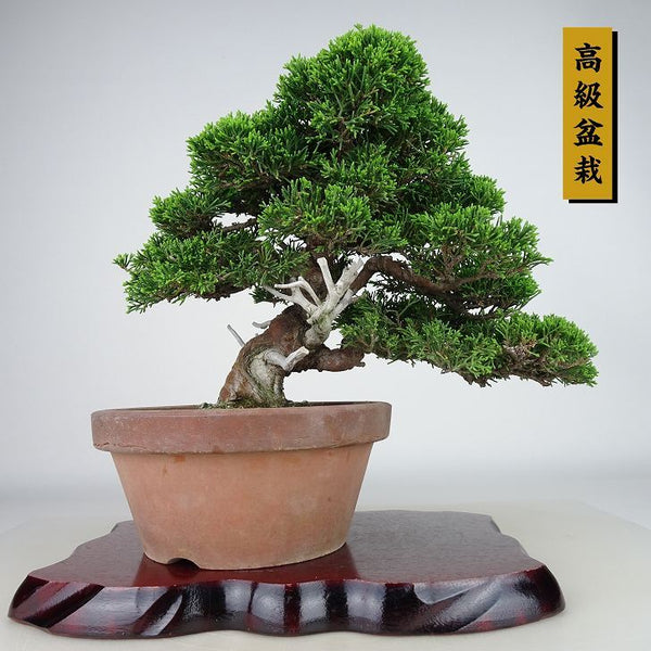 盆栽 真柏 樹高 約23cm しんぱく 高級盆栽 Juniperus chinensis シンパク “ジン シャリ” ヒノキ科 常緑樹 観賞用 s1134869082