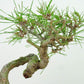 盆栽 松 赤松 樹高 約16cm あかまつ Pinus densiflora アカマツ red pine マツ科 常緑樹 観賞用 小品 u1134882954