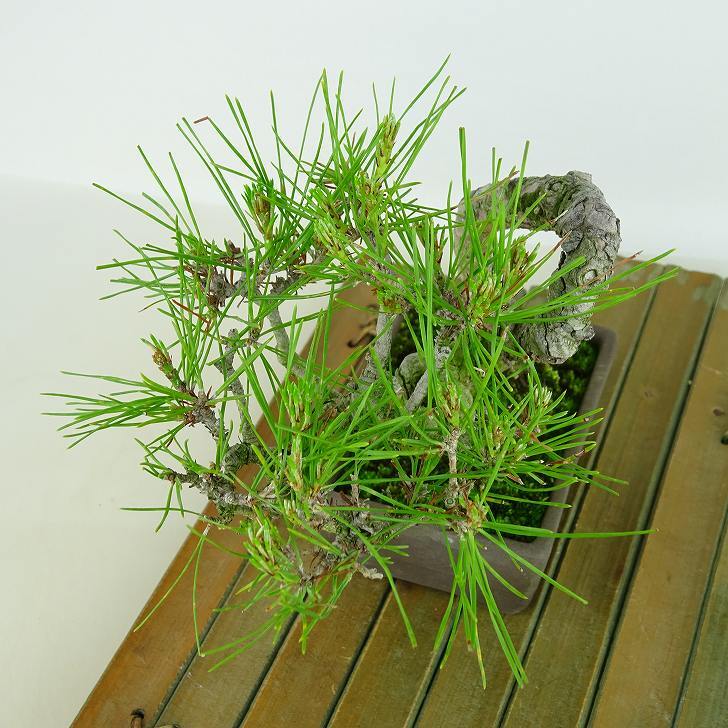 盆栽 松 赤松 樹高 約16cm あかまつ Pinus densiflora アカマツ red pine マツ科 常緑樹 観賞用 小品 u1134882954