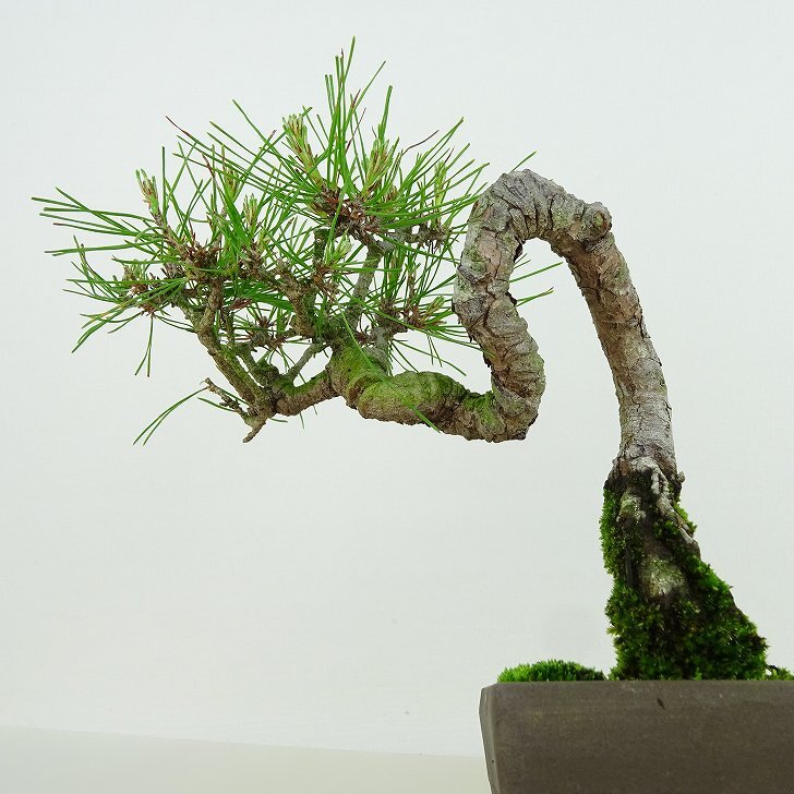 盆栽 松 赤松 樹高 約16cm あかまつ Pinus densiflora アカマツ red pine マツ科 常緑樹 観賞用 小品 u1134882954