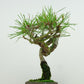 盆栽 松 赤松 樹高 約16cm あかまつ Pinus densiflora アカマツ red pine マツ科 常緑樹 観賞用 小品 u1134882954