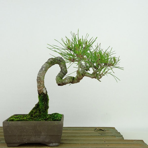 盆栽 松 赤松 樹高 約16cm あかまつ Pinus densiflora アカマツ red pine マツ科 常緑樹 観賞用 小品 u1134882954