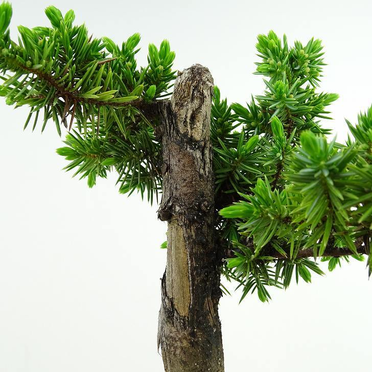 盆栽 松 杜松 樹高 約15cm としょう Juniperus rigida トショウ ヒノキ科 常緑針葉樹 観賞用 小品 u1134874993