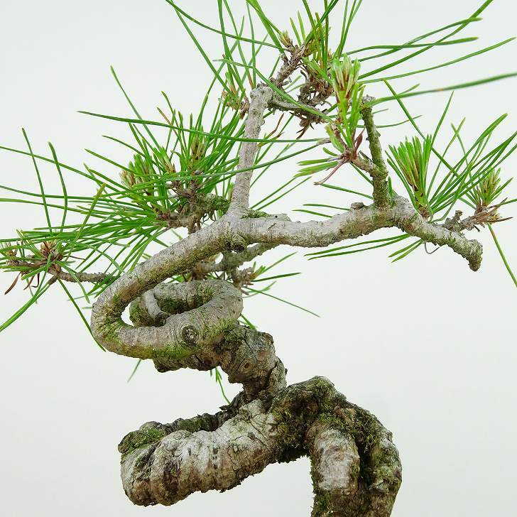 盆栽 松 赤松 樹高 約16cm あかまつ Pinus densiflora アカマツ red pine マツ科 常緑樹 観賞用 小品 u1134877478