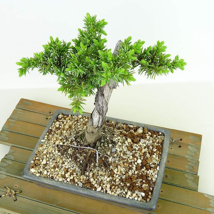 盆栽 松 杜松 樹高 約15cm としょう Juniperus rigida トショウ ヒノキ科 常緑針葉樹 観賞用 小品 u1134874993