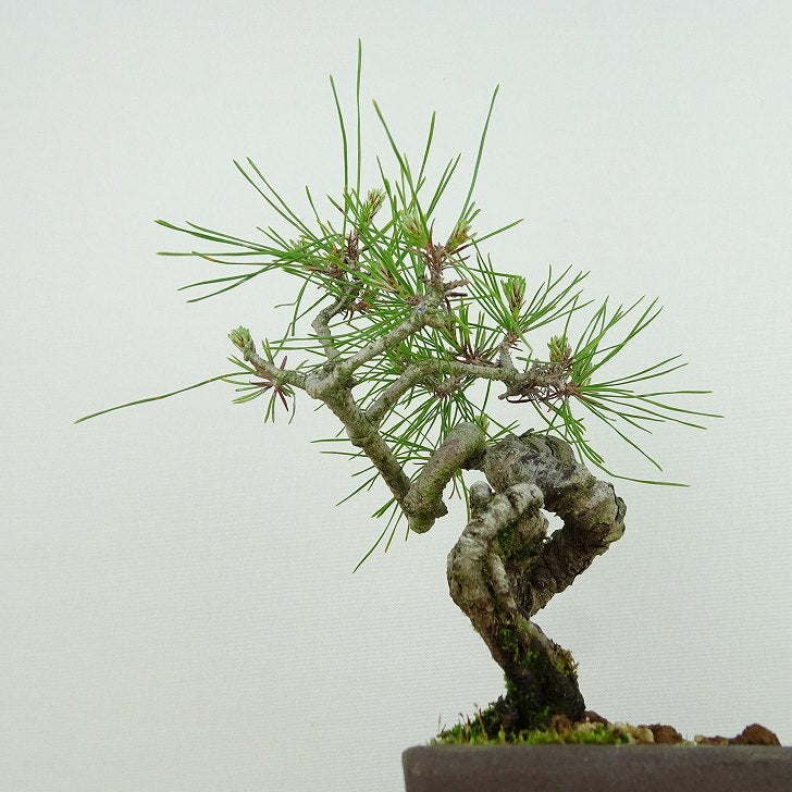 盆栽 松 赤松 樹高 約16cm あかまつ Pinus densiflora アカマツ red pine マツ科 常緑樹 観賞用 小品 u1134877478