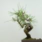 盆栽 松 赤松 樹高 約16cm あかまつ Pinus densiflora アカマツ red pine マツ科 常緑樹 観賞用 小品 u1134877478