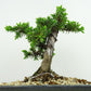 盆栽 松 杜松 樹高 約15cm としょう Juniperus rigida トショウ ヒノキ科 常緑針葉樹 観賞用 小品 u1134874993