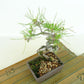 盆栽 松 赤松 樹高 約16cm あかまつ Pinus densiflora アカマツ red pine マツ科 常緑樹 観賞用 小品 u1134877478