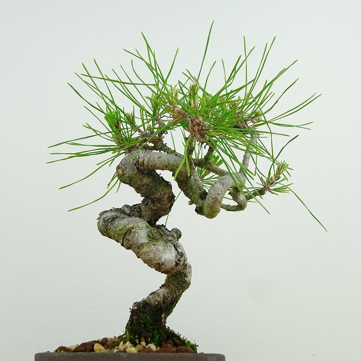 盆栽 松 赤松 樹高 約16cm あかまつ Pinus densiflora アカマツ red pine マツ科 常緑樹 観賞用 小品 u1134877478