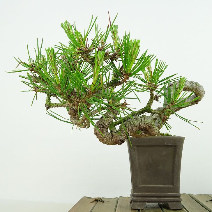 盆栽 松 赤松 樹高 上下 約9cm あかまつ Pinus densiflora アカマツ red pine マツ科 常緑樹 観賞用 小品 h1134874946