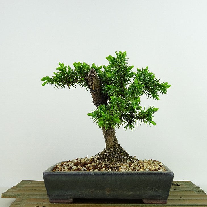 盆栽 松 杜松 樹高 約15cm としょう Juniperus rigida トショウ ヒノキ科 常緑針葉樹 観賞用 小品 u1134874993