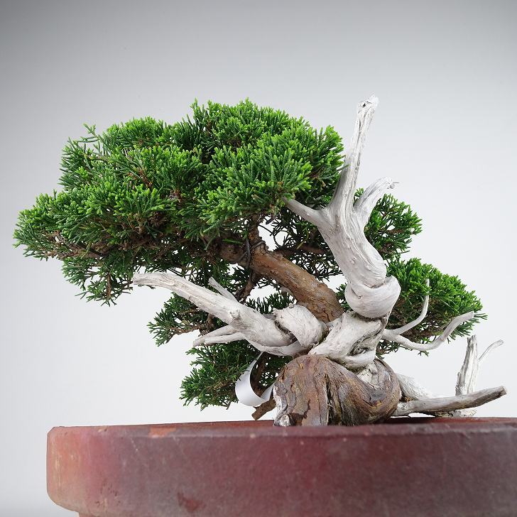 盆栽 真柏 樹高 上下 約25cm しんぱく 高級盆栽 Juniperus chinensis シンパク “ジン シャリ” ヒノキ科 常緑樹 観賞用  j1134869191