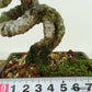 盆栽 松 赤松 樹高 約16cm あかまつ Pinus densiflora アカマツ red pine マツ科 常緑樹 観賞用 小品 u1134877478