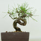 盆栽 松 赤松 樹高 約16cm あかまつ Pinus densiflora アカマツ red pine マツ科 常緑樹 観賞用 小品 u1134877478