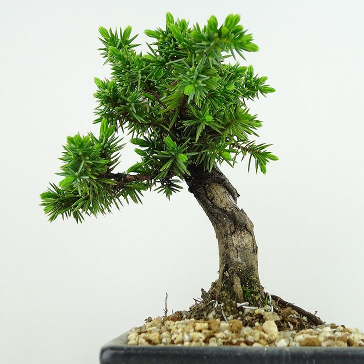 盆栽 松 杜松 樹高 約15cm としょう Juniperus rigida トショウ ヒノキ科 常緑針葉樹 観賞用 小品 u1134874993