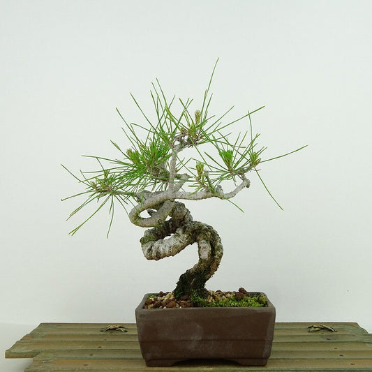 盆栽 松 赤松 樹高 約16cm あかまつ Pinus densiflora アカマツ red pine マツ科 常緑樹 観賞用 小品 u1134877478