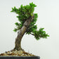 盆栽 松 杜松 樹高 約15cm としょう Juniperus rigida トショウ ヒノキ科 常緑針葉樹 観賞用 小品 u1134874993