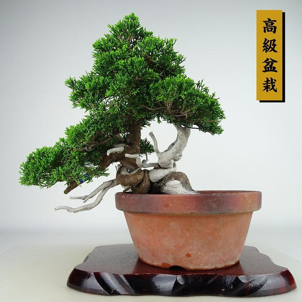 盆栽 真柏 樹高 上下 約25cm しんぱく 高級盆栽 Juniperus chinensis シンパク “ジン シャリ” ヒノキ科 常緑樹 観賞用 j1134869191