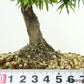 盆栽 松 杜松 樹高 約15cm としょう Juniperus rigida トショウ ヒノキ科 常緑針葉樹 観賞用 小品 u1134874993