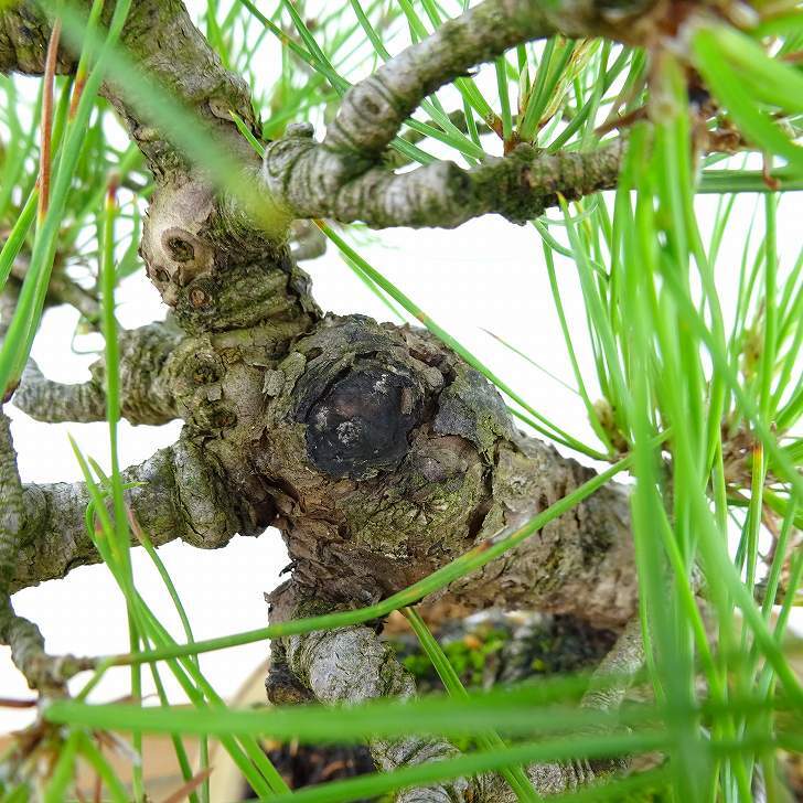 盆栽 松 赤松 樹高 約20cm あかまつ Pinus densiflora アカマツ red pine マツ科 常緑樹 観賞用 小品 b1134877702