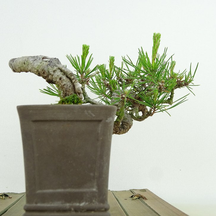 盆栽 松 赤松 樹高 上下 約9cm あかまつ Pinus densiflora アカマツ red pine マツ科 常緑樹 観賞用 小品 h1134874946