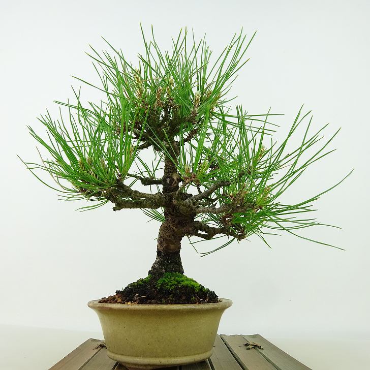 盆栽 松 赤松 樹高 約20cm あかまつ Pinus densiflora アカマツ red pine マツ科 常緑樹 観賞用 小品 b1134877702