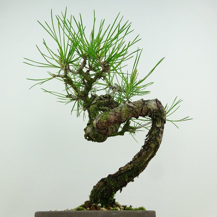 盆栽 松 赤松 樹高 約20cm あかまつ Pinus densiflora アカマツ red pine マツ科 常緑樹 観賞用 小品 1134858493