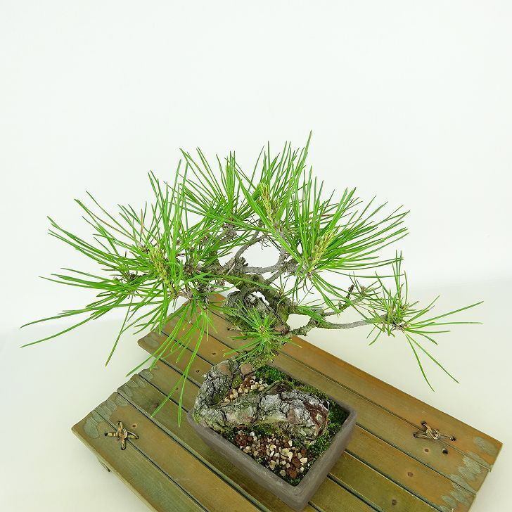 盆栽 松 赤松 樹高 約20cm あかまつ Pinus densiflora アカマツ red pine マツ科 常緑樹 観賞用 小品 1134858493