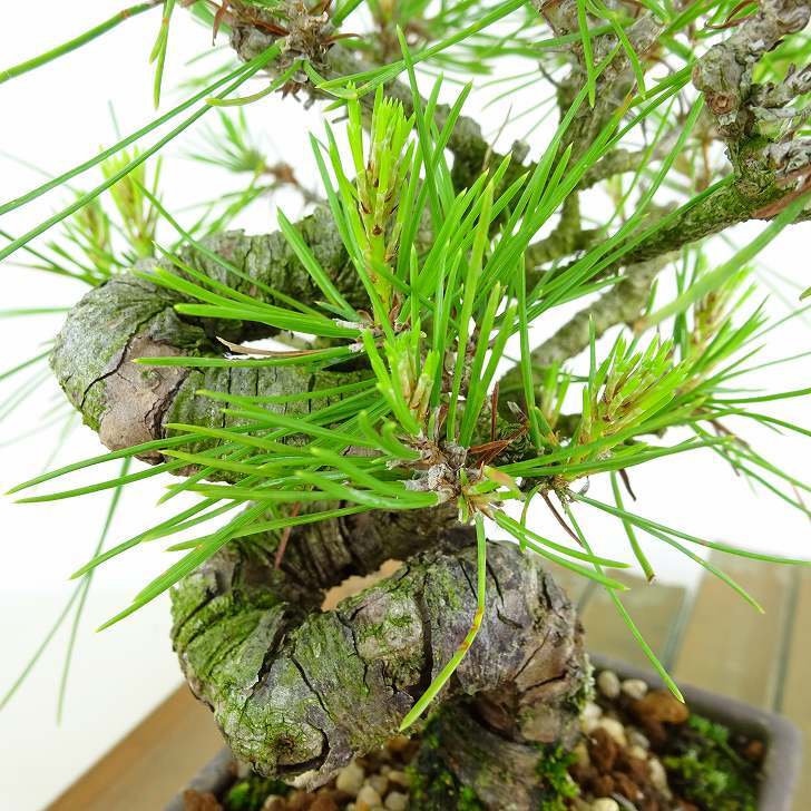 盆栽 松 赤松 樹高 約14cm あかまつ Pinus densiflora アカマツ red pine マツ科 常緑樹 観賞用 小品 h1134875042