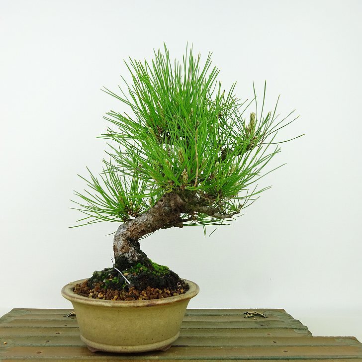 盆栽 松 赤松 樹高 約20cm あかまつ Pinus densiflora アカマツ red pine マツ科 常緑樹 観賞用 小品 b1134877702