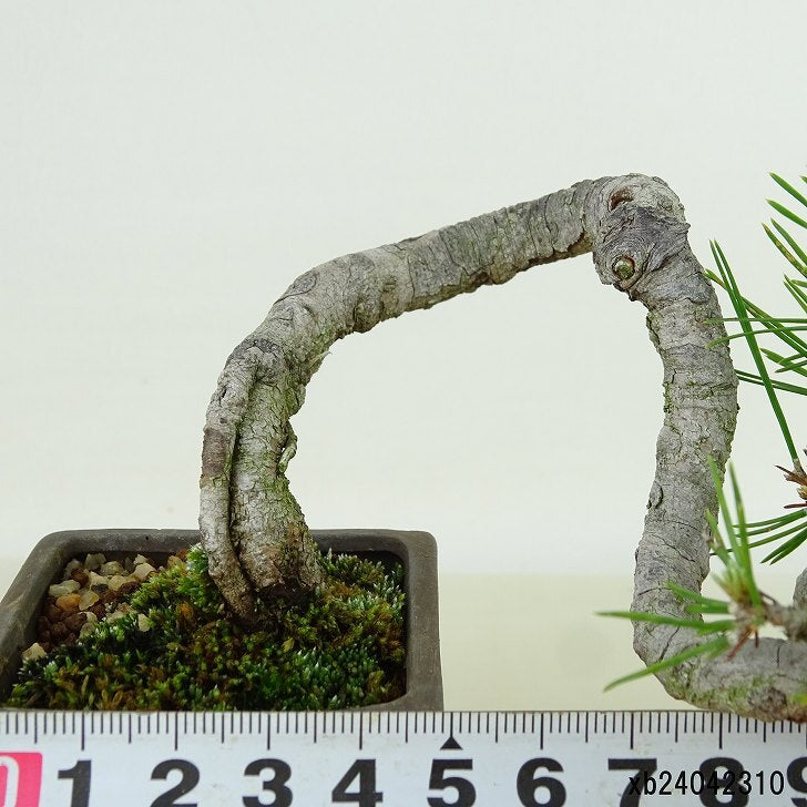 盆栽 松 赤松 樹高 上下 約9cm あかまつ Pinus densiflora アカマツ red pine マツ科 常緑樹 観賞用 小品 h1134874946