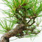 盆栽 松 赤松 樹高 約20cm あかまつ Pinus densiflora アカマツ red pine マツ科 常緑樹 観賞用 小品 b1134877702