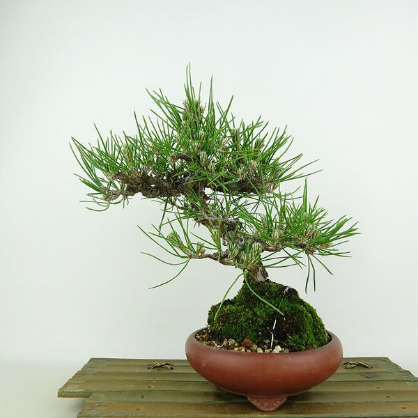 盆栽 松 黒松 樹高 約20cm くろまつ Pinus thunbergii クロマツ マツ科 常緑針葉樹 観賞用 小品 l1134875048